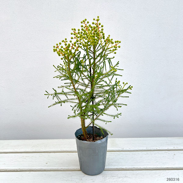 バーゼリア：ピッコロ３号ポット