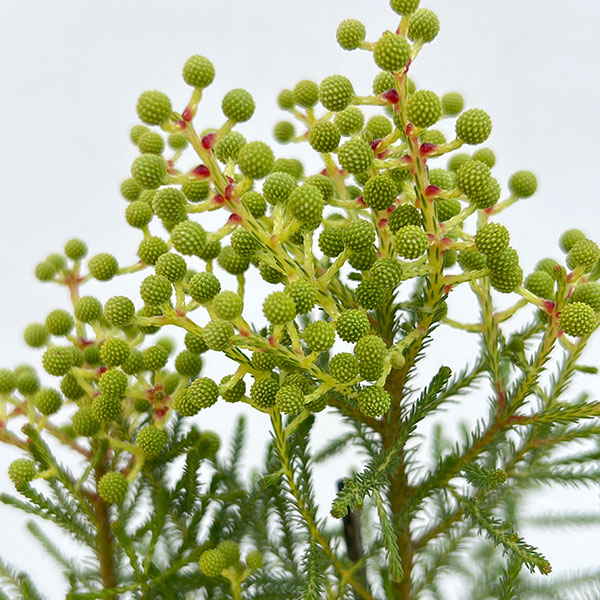 バーゼリア：ピッコロ３号ポット