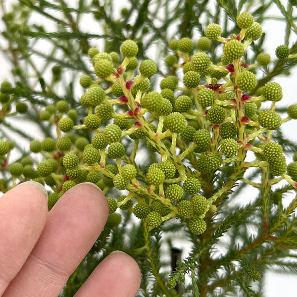 バーゼリア：ピッコロ３号ポット