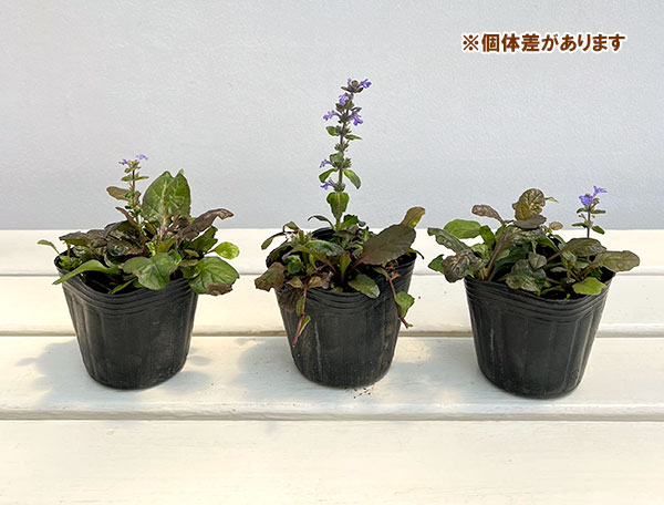 アジュガ レプタンス:パープレア3号ポット