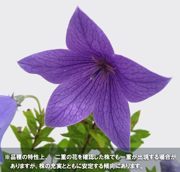 おもてなしキキョウ(桔梗）：二重系パープル4号ポット（高性）