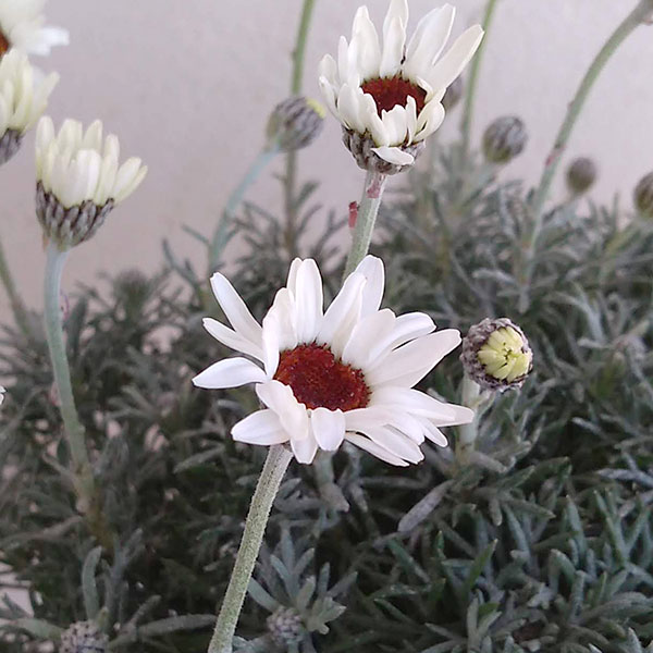 ローダンセマム：アフリカンアイズ7号ポット