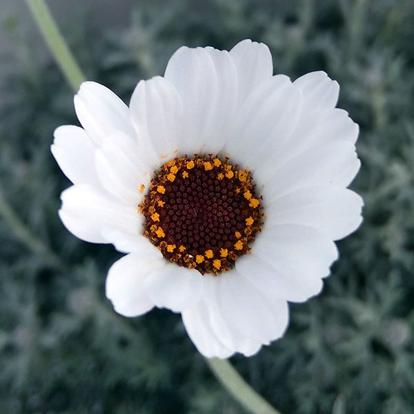 ローダンセマム：アフリカンアイズ7号ポット