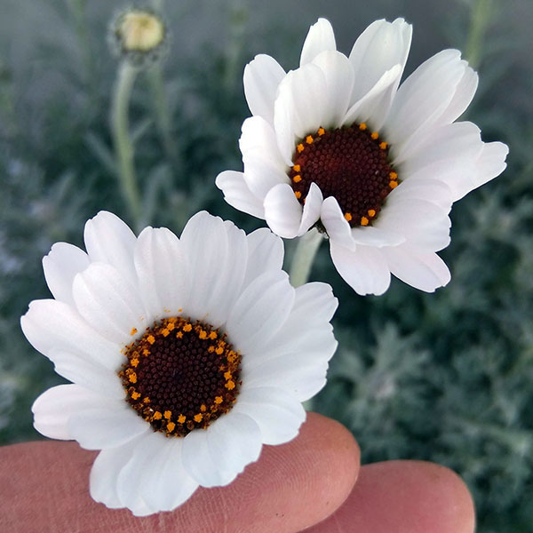 ローダンセマム：アフリカンアイズ7号ポット