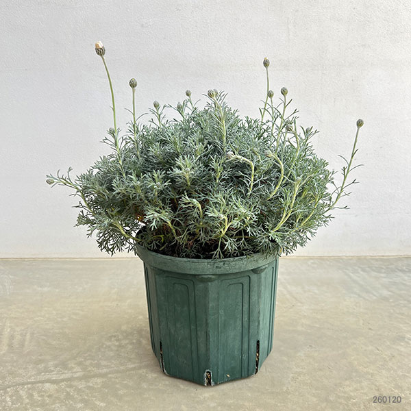 ローダンセマム：アフリカンアイズ7号ポット