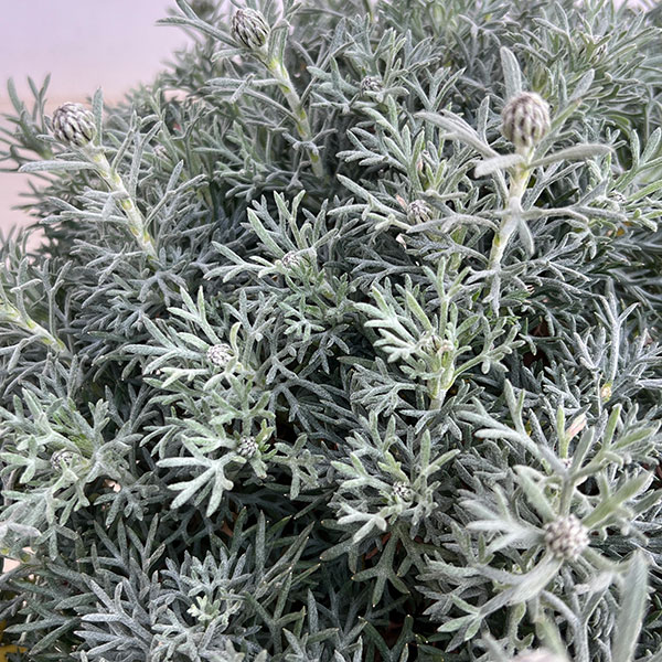 ローダンセマム：アフリカンアイズ7号ポット