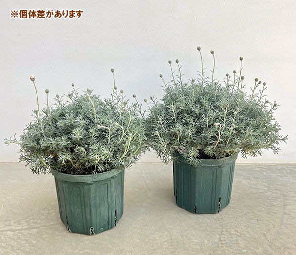 ローダンセマム：アフリカンアイズ7号ポット