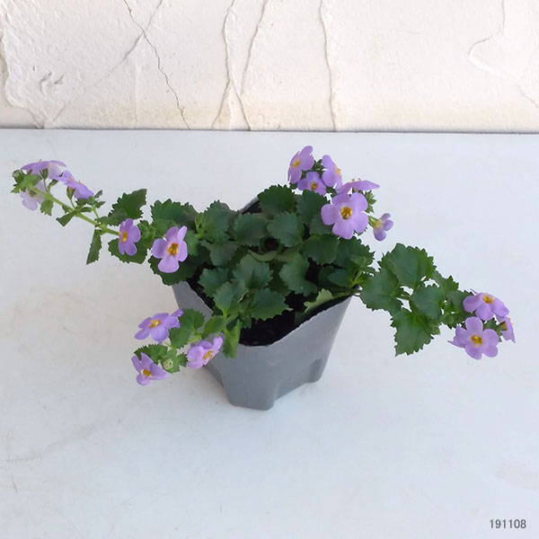 バコパ:スコーピア 濃青色(グランブルー)3号ポット