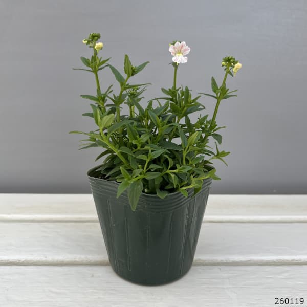 ネメシア：フェアリーマーブルピンク3.5号ポット 2株セット