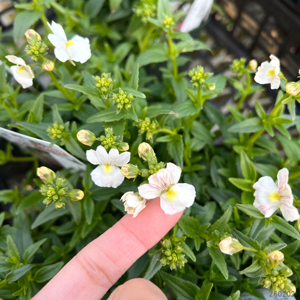 ネメシア：フェアリーマーブルピンク3.5号ポット