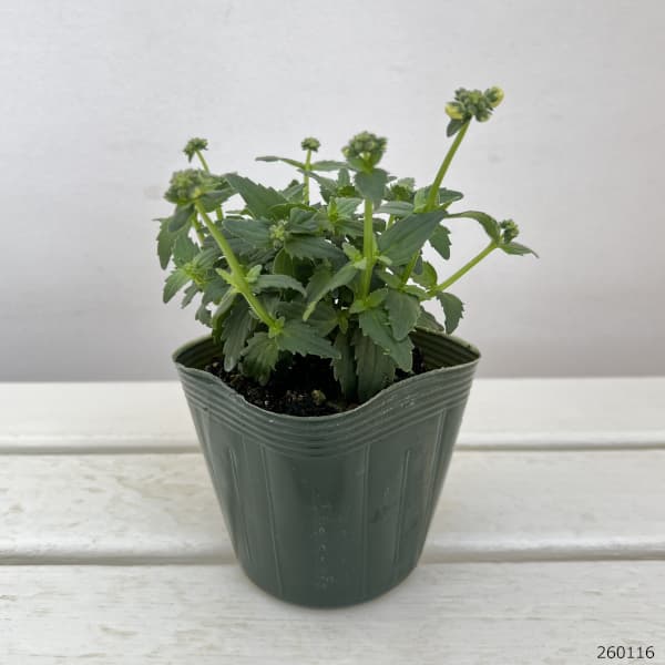 ネメシア:春菜3.5号ポット