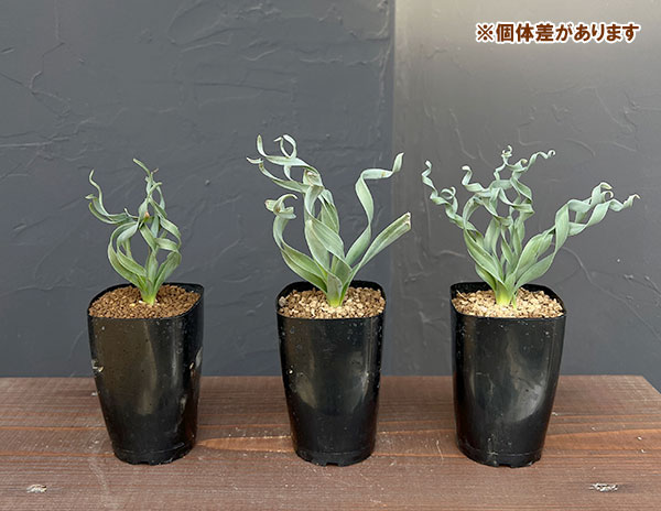 アルブカ ：コンコルディアナ　2.5号鉢植え