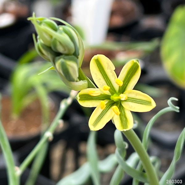 アルブカ ：コンコルディアナ　2.5号鉢植え