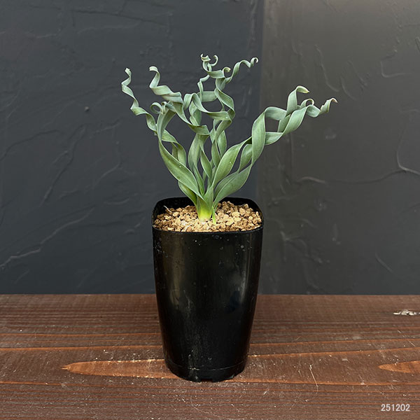 アルブカ ：コンコルディアナ　2.5号鉢植え