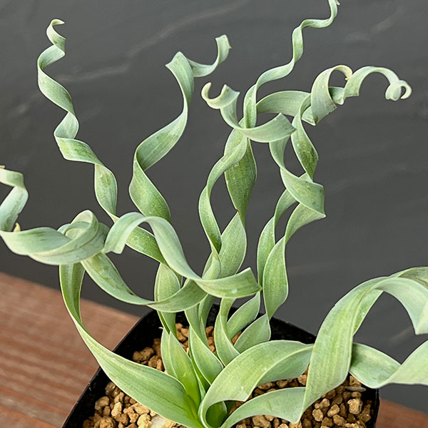 アルブカ ：コンコルディアナ　2.5号鉢植え