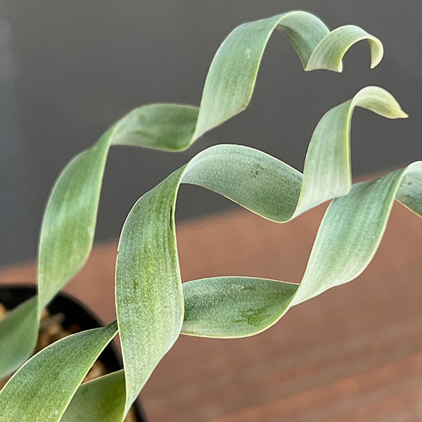 アルブカ ：コンコルディアナ　2.5号鉢植え