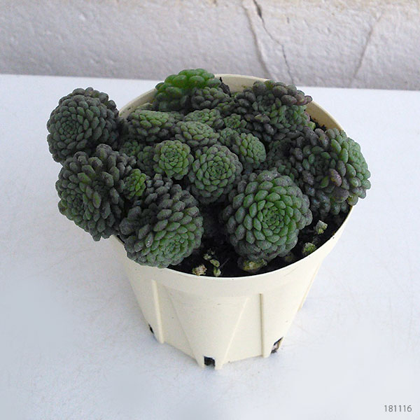 モナンテス：ポリフィラ2号ポット