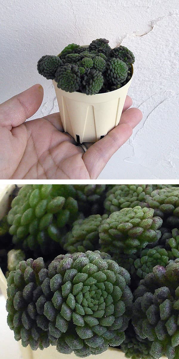 モナンテス：ポリフィラ2号ポット