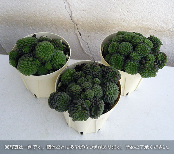 モナンテス：ポリフィラ2号ポット