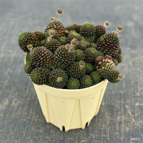 モナンテス：ポリフィラ2号ポット