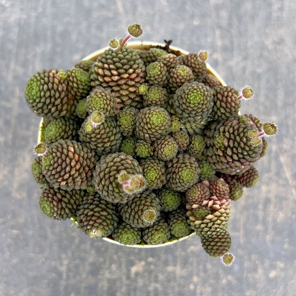 モナンテス：ポリフィラ2号ポット