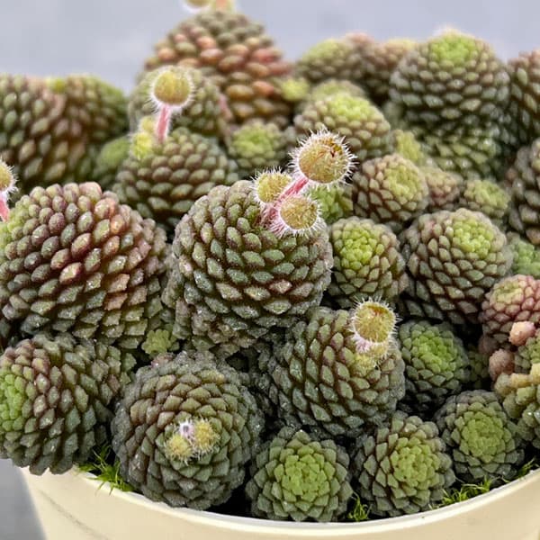 モナンテス：ポリフィラ2号ポット