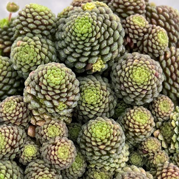 モナンテス：ポリフィラ2号ポット