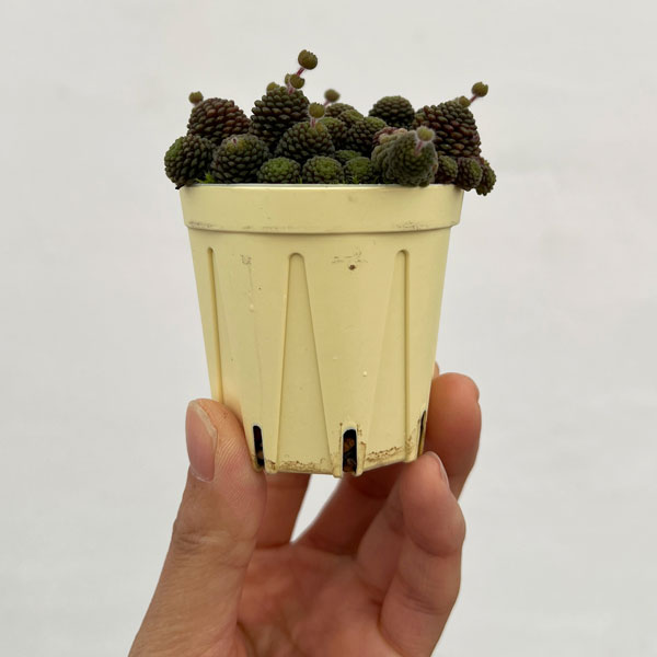 モナンテス：ポリフィラ2号ポット