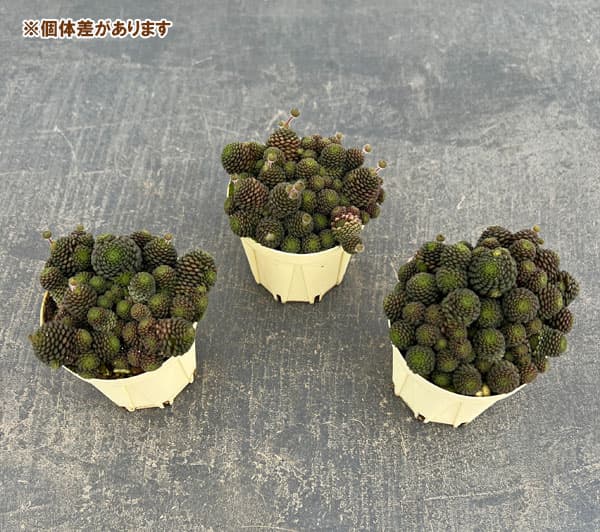 モナンテス：ポリフィラ2号ポット