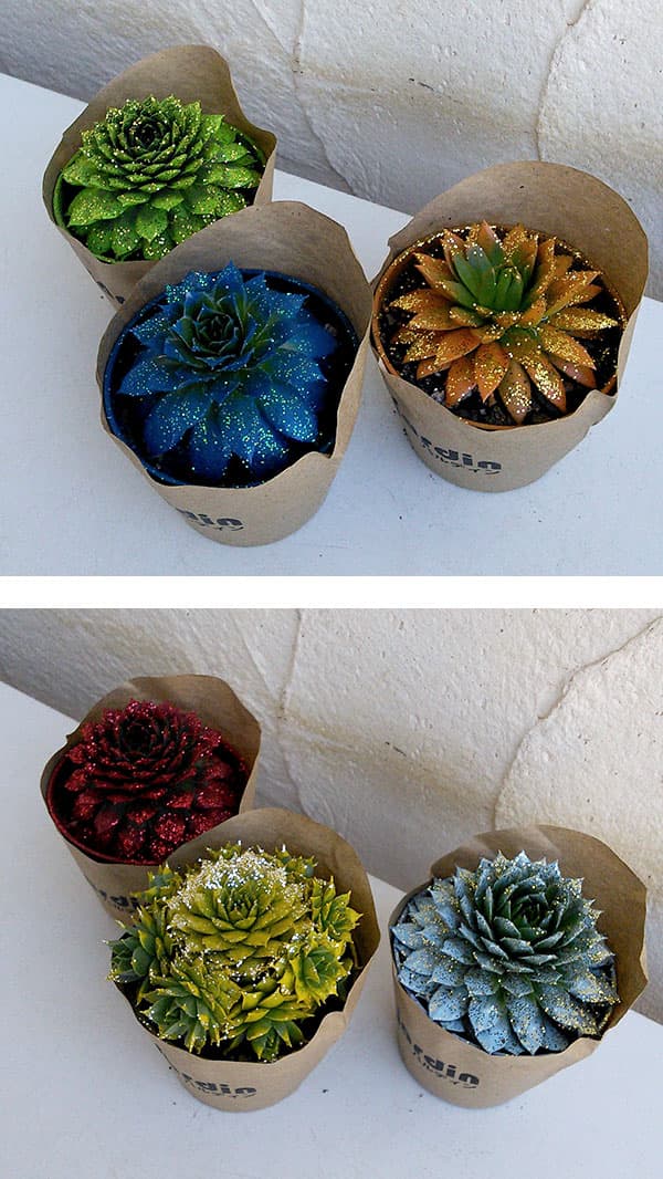 センペルビウム jubiliee ジュビリー ② センペルビウム jubiliee