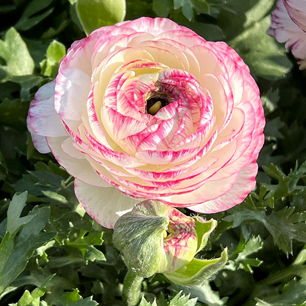 ラナンキュラス:小春びより:バイオレットバイカラー3.5号ポット