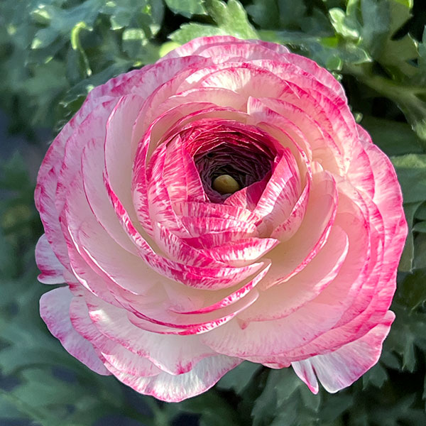 ラナンキュラス:小春びより:バイオレットバイカラー3.5号ポット