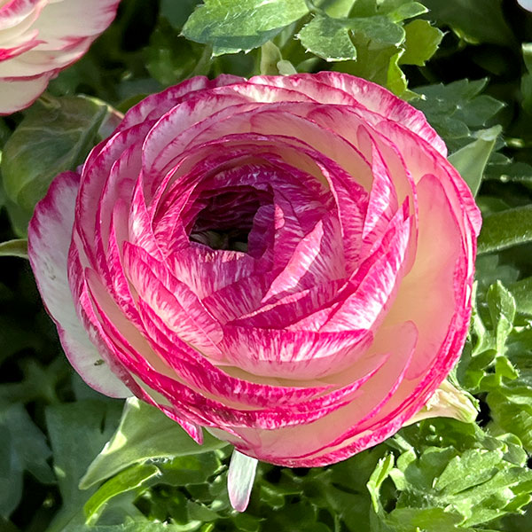 ラナンキュラス:小春びより:バイオレットバイカラー3.5号ポット