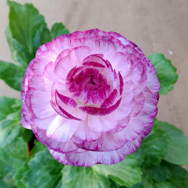 ラナンキュラス:小春びより:バイオレットバイカラー3.5号ポット