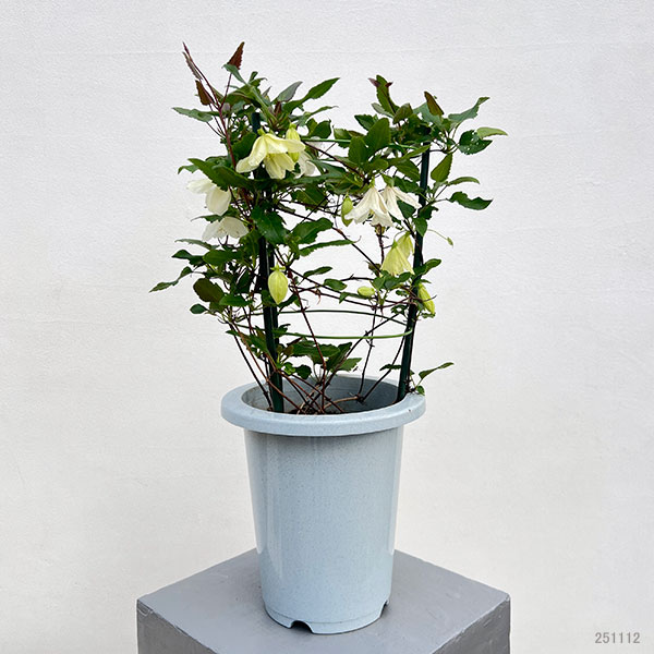 クレマチス:シルホサジングルベル6号鉢植え(冬咲き・シルホサ系)