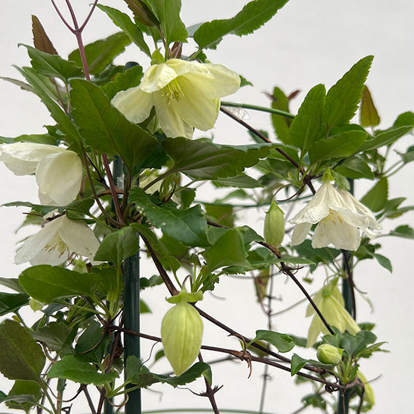 クレマチス:シルホサジングルベル6号鉢植え(冬咲き・シルホサ系)