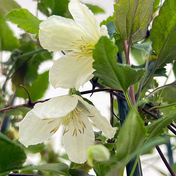 クレマチス:シルホサジングルベル6号鉢植え(冬咲き・シルホサ系)