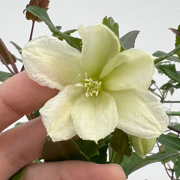 クレマチス:シルホサジングルベル6号鉢植え(冬咲き・シルホサ系)