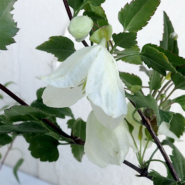 クレマチス:シルホサジングルベル6号鉢植え(冬咲き・シルホサ系)