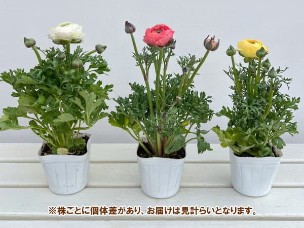 ラナンキュラス:マシェ パステルミックス3.5号ポット