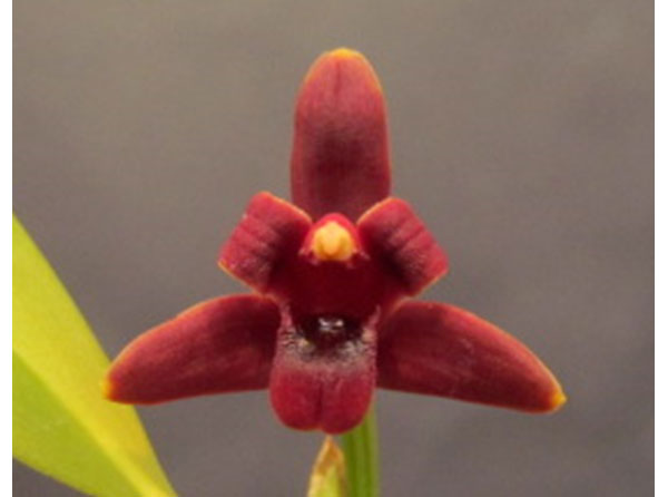 マキシラリア：バリアビス ブラックベリー 2号ポット