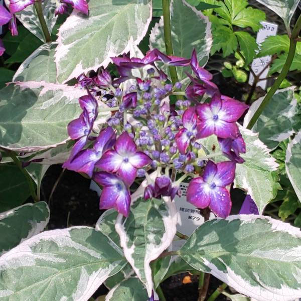 ヤマアジサイ：御殿場錦（ゴテンバニシキ）ピンク7号鉢植え