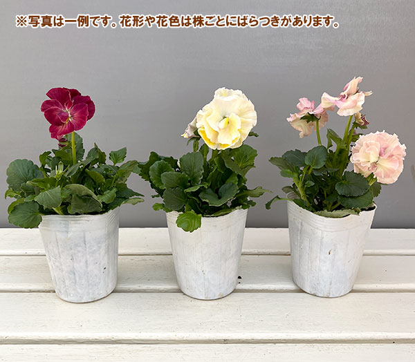 [送料無料]パンジー：シュシュ（花色いろいろ）3～3.5号ポット 12株セット