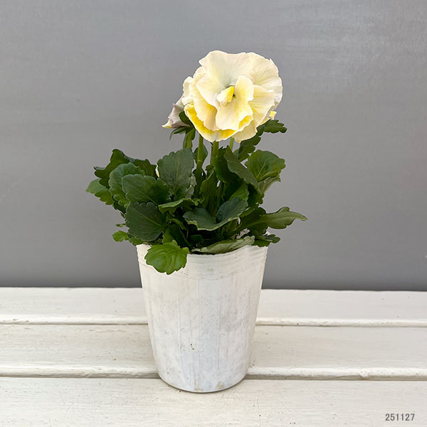 [送料無料]パンジー：シュシュ（花色いろいろ）3～3.5号ポット 12株セット