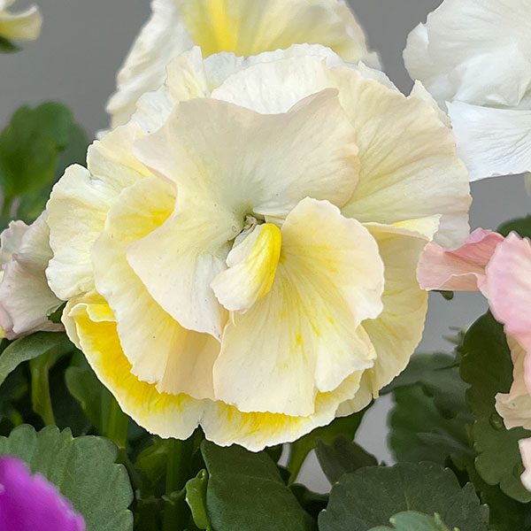 [送料無料]パンジー：シュシュ（花色いろいろ）3～3.5号ポット 12株セット