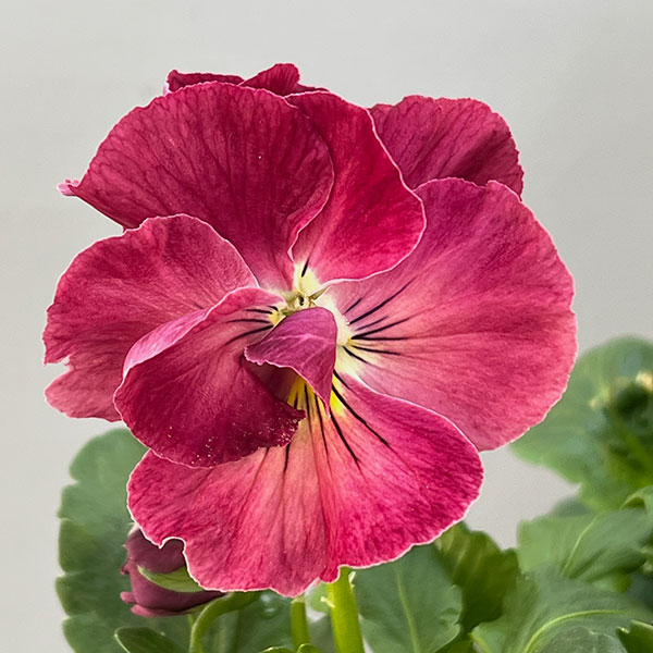 [送料無料]パンジー：シュシュ（花色いろいろ）3～3.5号ポット 12株セット