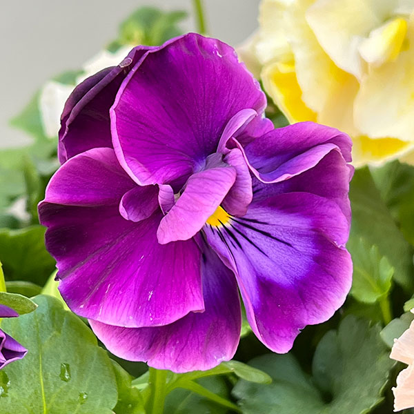 [送料無料]パンジー：シュシュ（花色いろいろ）3～3.5号ポット 12株セット