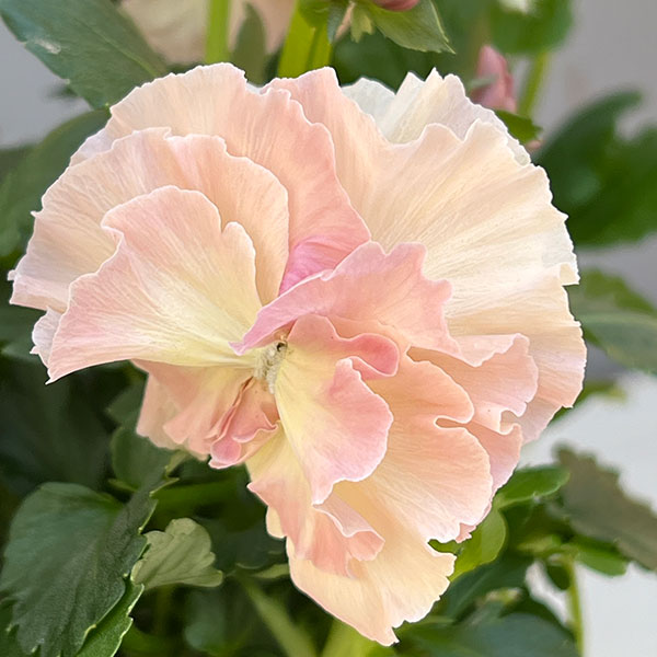 [送料無料]パンジー：シュシュ（花色いろいろ）3～3.5号ポット 12株セット