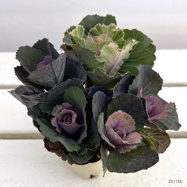 ハボタン：セッション　モカ（萌花）セッション3号ポット