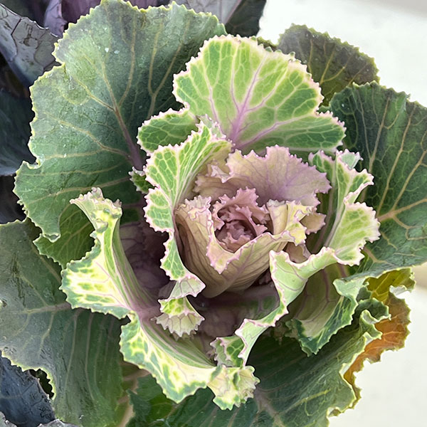 ハボタン：セッション　モカ（萌花）セッション3号ポット